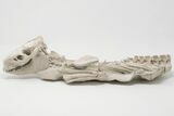 Articulated, Fossil Oreodont (Miniochoerus) Skeleton - Wyoming #197374-5